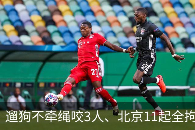 遛狗不牵绳咬3人、北京11起全拘：养犬的‘肉疼’时代来了？